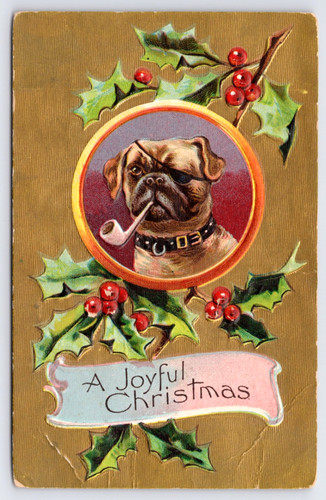 1910 bulldog pug dog eye - dog,